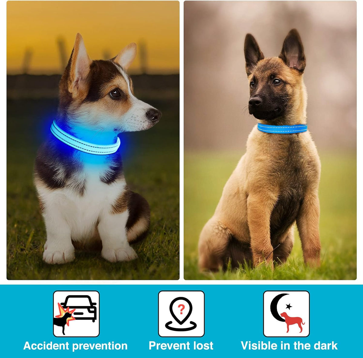 Light Up Dog Collar, Rechargeable USB Collar, Waterproof, Luminous LED Collar, Adjustable, Super Bright, Night Walking for Small Medium Large Dogs, Orange, M