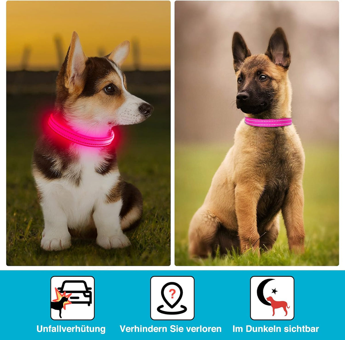 Light Up Dog Collar, Rechargeable USB Collar, Waterproof, Luminous LED Collar, Adjustable, Super Bright, Night Walking for Small Medium Large Dogs, Orange, M