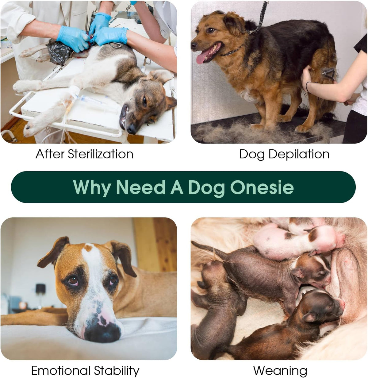 Recovery Suit for Dogs After Surgery, Female Dog Onesie for Surgery