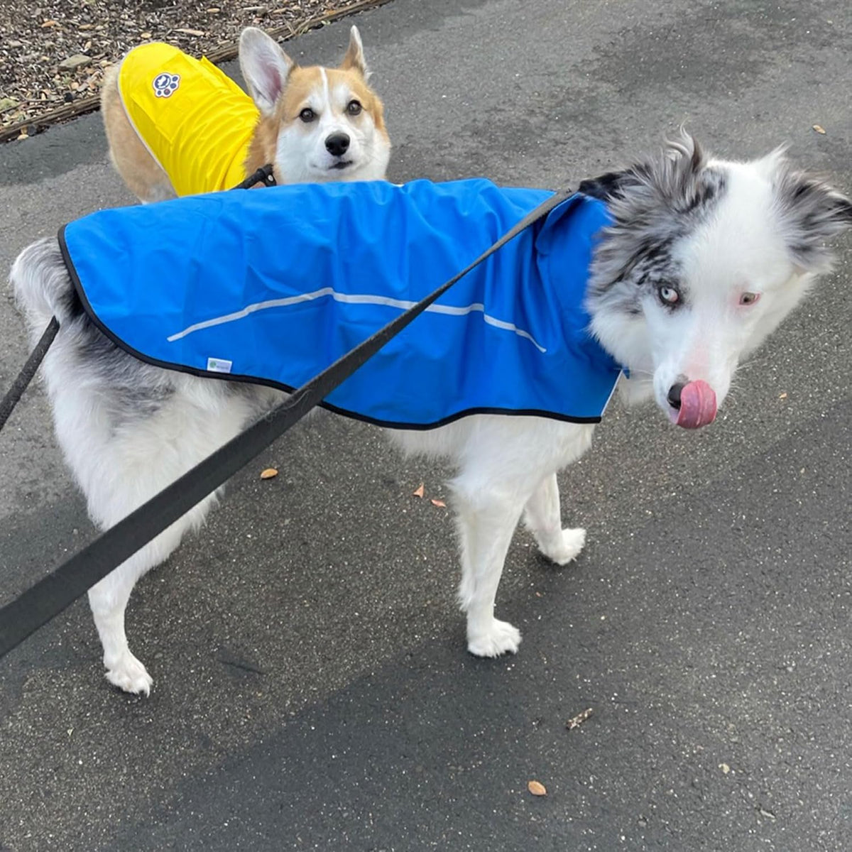 Dog Raincoat, Adjustable Waterproof Reflective Rain Jacket for Small Medium Large Dogs, Lightweight Breathable Pet Rain Coat with Leash Hole(Blue,M Chest 26-32")