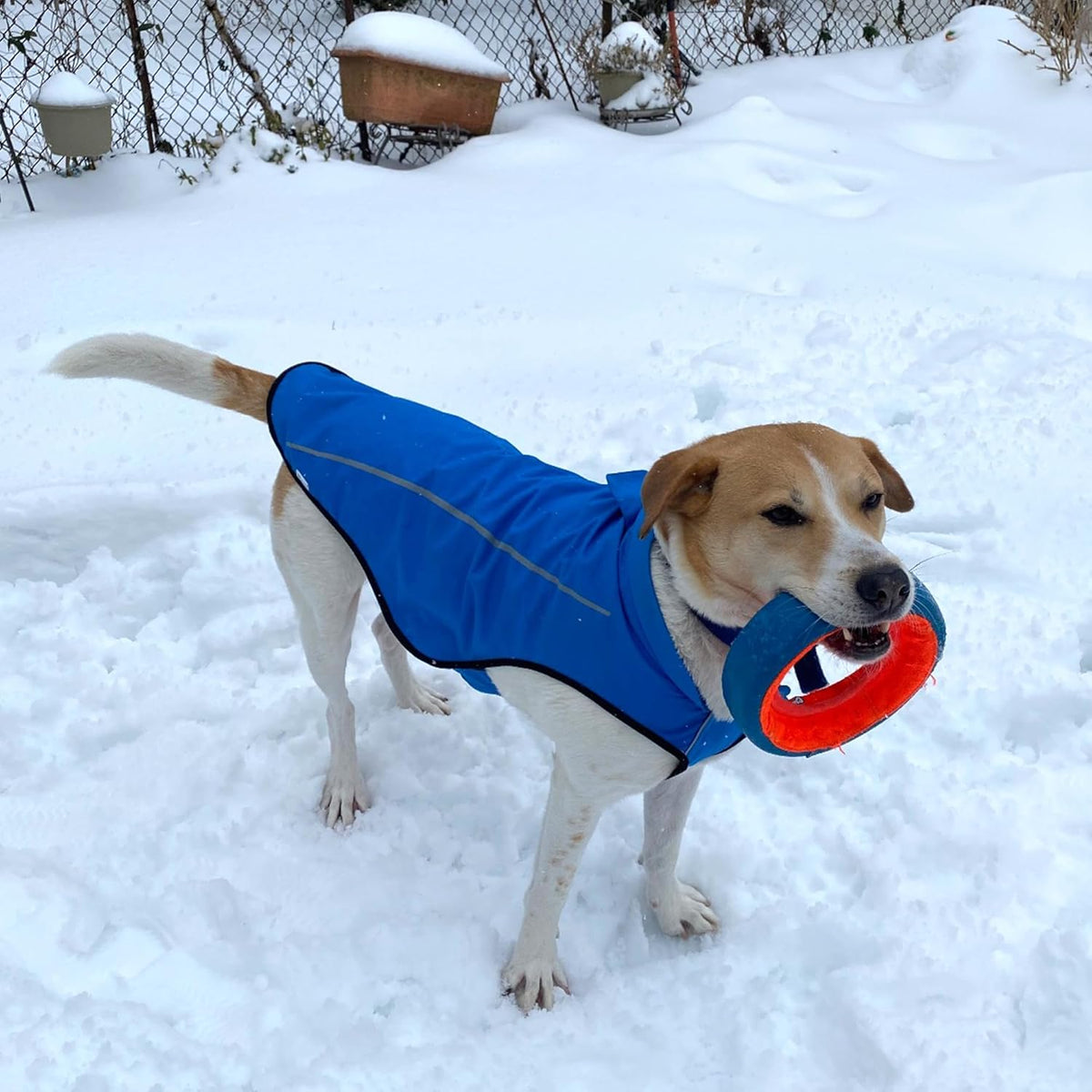 Dog Raincoat, Adjustable Waterproof Reflective Rain Jacket for Small Medium Large Dogs, Lightweight Breathable Pet Rain Coat with Leash Hole(Blue,M Chest 26-32")