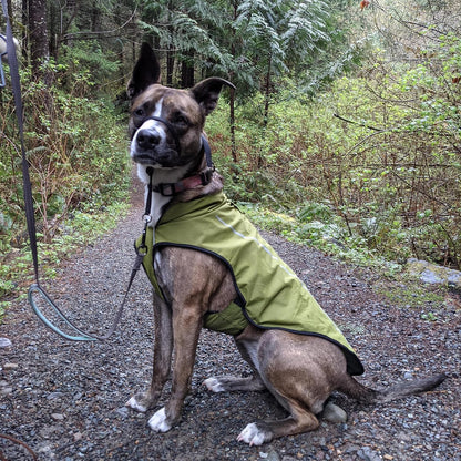 Dog Raincoat, Adjustable Waterproof Reflective Rain Jacket for Small Medium Large Dogs, Lightweight Breathable Pet Rain Coat with Leash Hole(Blue,M Chest 26-32")