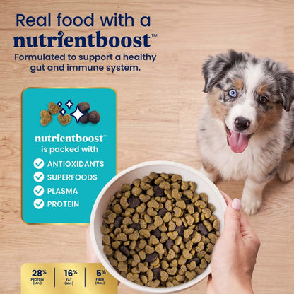 Solid Gold Lamb Dry Dog Food for Adult & Senior Dogs, Probiotics, 22LB