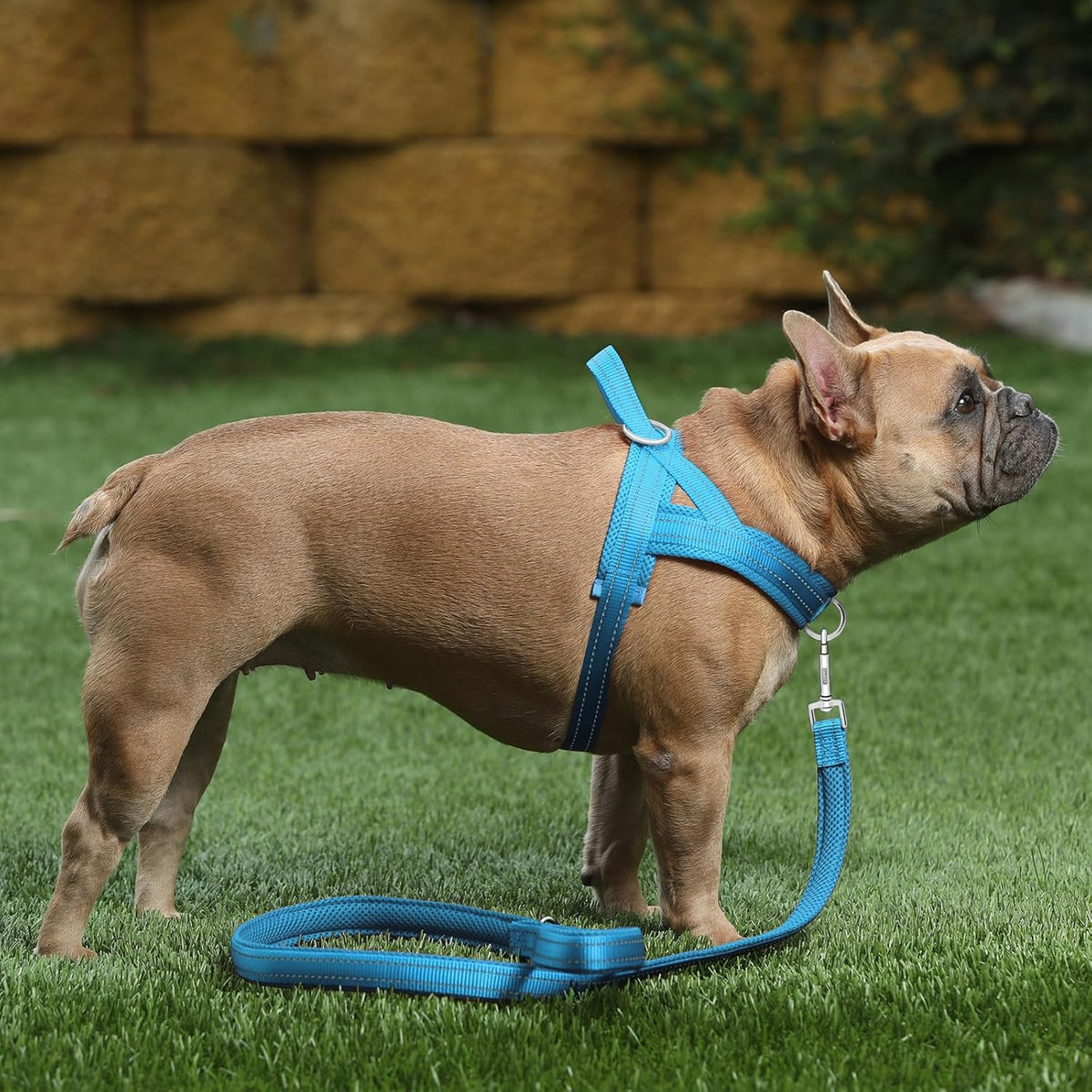 No Pull Dog Harness for Medium Sized Dog, Breathable Mesh Padded | Adjustable Reflective with Handle, Escape Proof, Quick Fit Pet Vest, with Front Clip, for Training and Walking, Beige, M