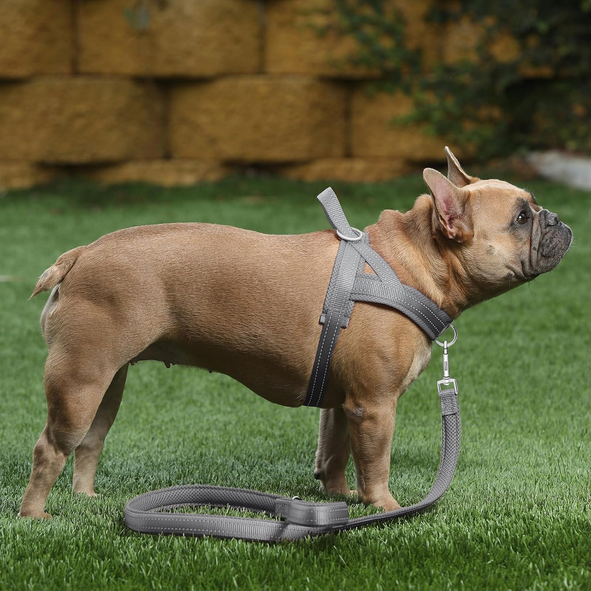 No Pull Dog Harness for Medium Sized Dog, Breathable Mesh Padded | Adjustable Reflective with Handle, Escape Proof, Quick Fit Pet Vest, with Front Clip, for Training and Walking, Beige, M