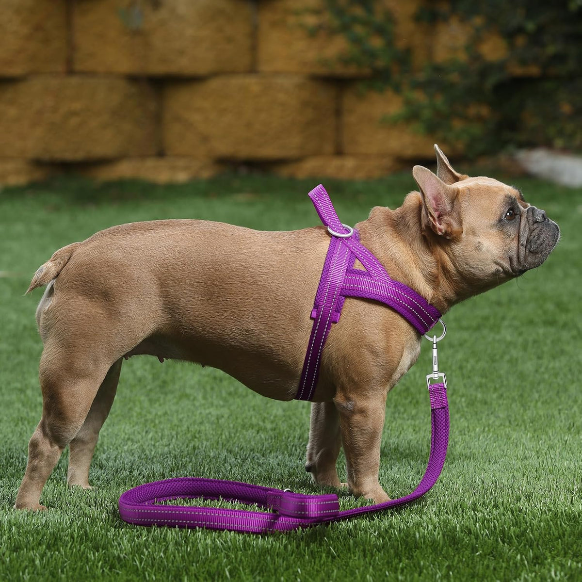 No Pull Dog Harness for Medium Sized Dog, Breathable Mesh Padded | Adjustable Reflective with Handle, Escape Proof, Quick Fit Pet Vest, with Front Clip, for Training and Walking, Beige, M