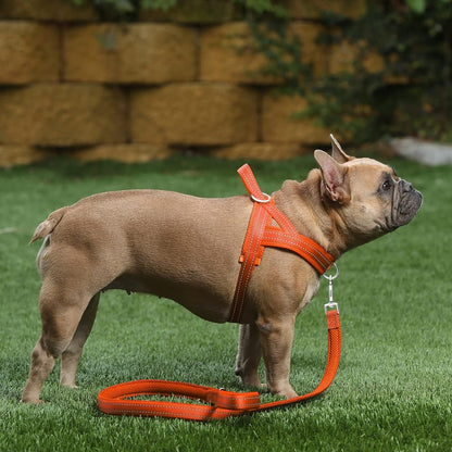 No Pull Dog Harness for Medium Sized Dog, Breathable Mesh Padded | Adjustable Reflective with Handle, Escape Proof, Quick Fit Pet Vest, with Front Clip, for Training and Walking, Beige, M