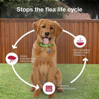 II Medium Dog Vet-Recommended Flea, Tick & Mosquito Treatment & Prevention | Dogs 11-20 lbs. | 1-Mo Supply