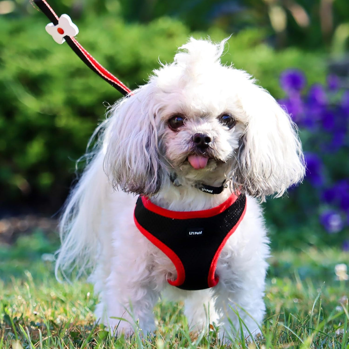 Li'l Pals Dog Slicker Brush with Coated Tips - Dog Grooming Brush for Small Breeds & Puppies - One Size (3.25” x 7.25”)