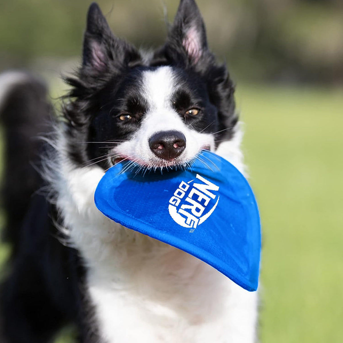 Nerf Dog Nylon Flyer Dog Toy, Flying Disc, Lightweight, Durable and Water Resistant, Great for Beach and Pool, 9 inch diameter, for Medium/Large Breeds, Single Unit, Red