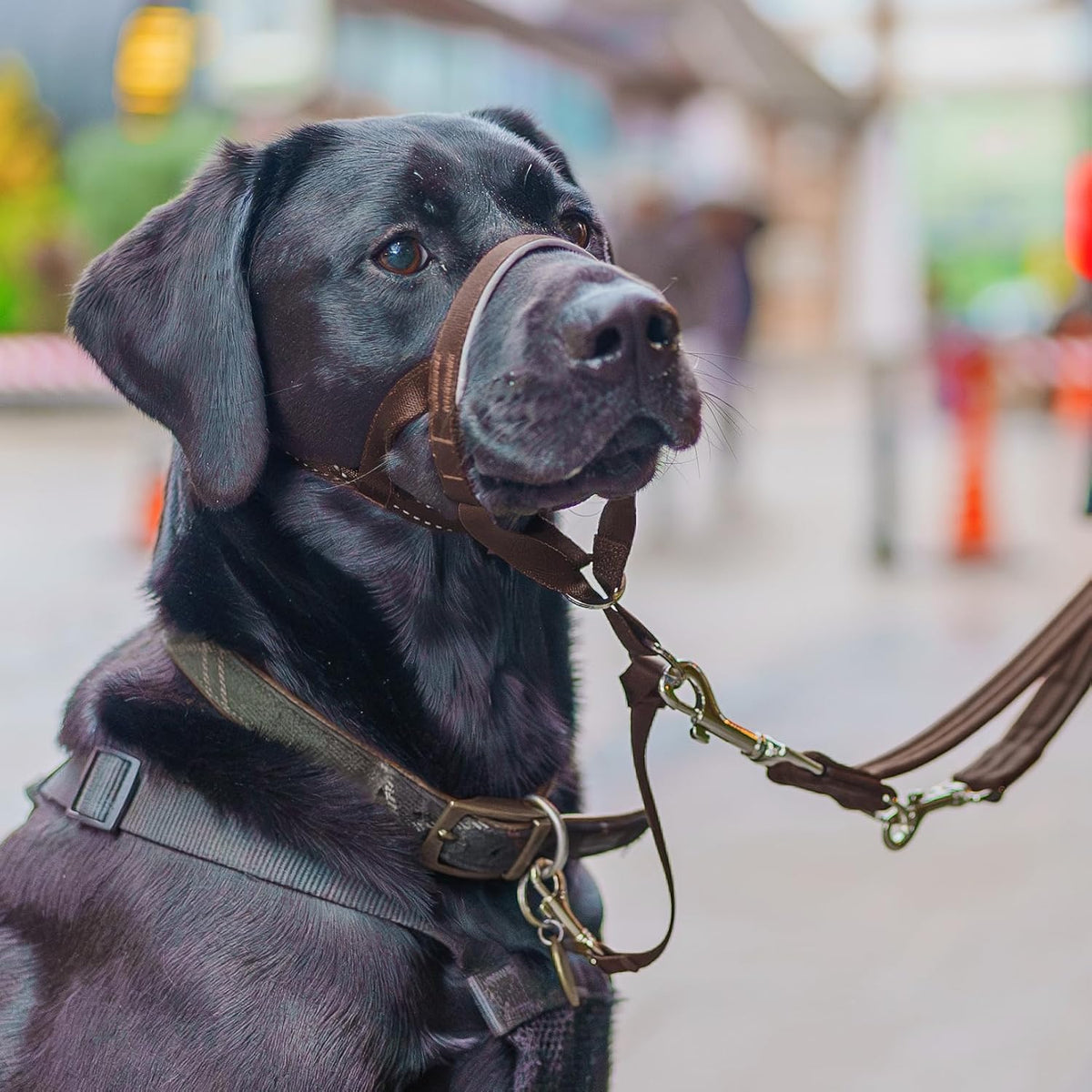 Headcollar | Size 3, Black | Training Collar for Medium Dogs