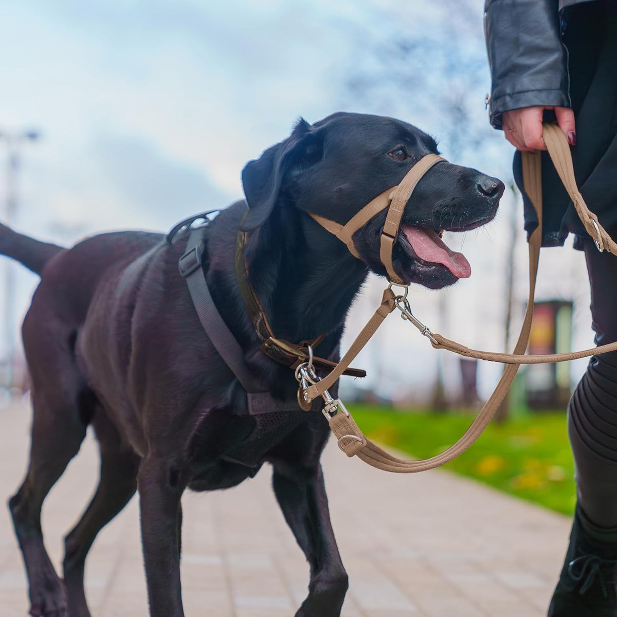 Headcollar | Size 3, Black | Training Collar for Medium Dogs