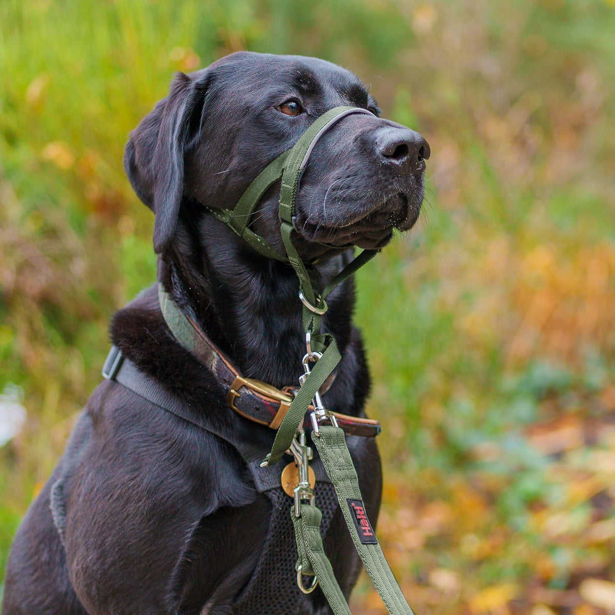Headcollar | Size 3, Black | Training Collar for Medium Dogs