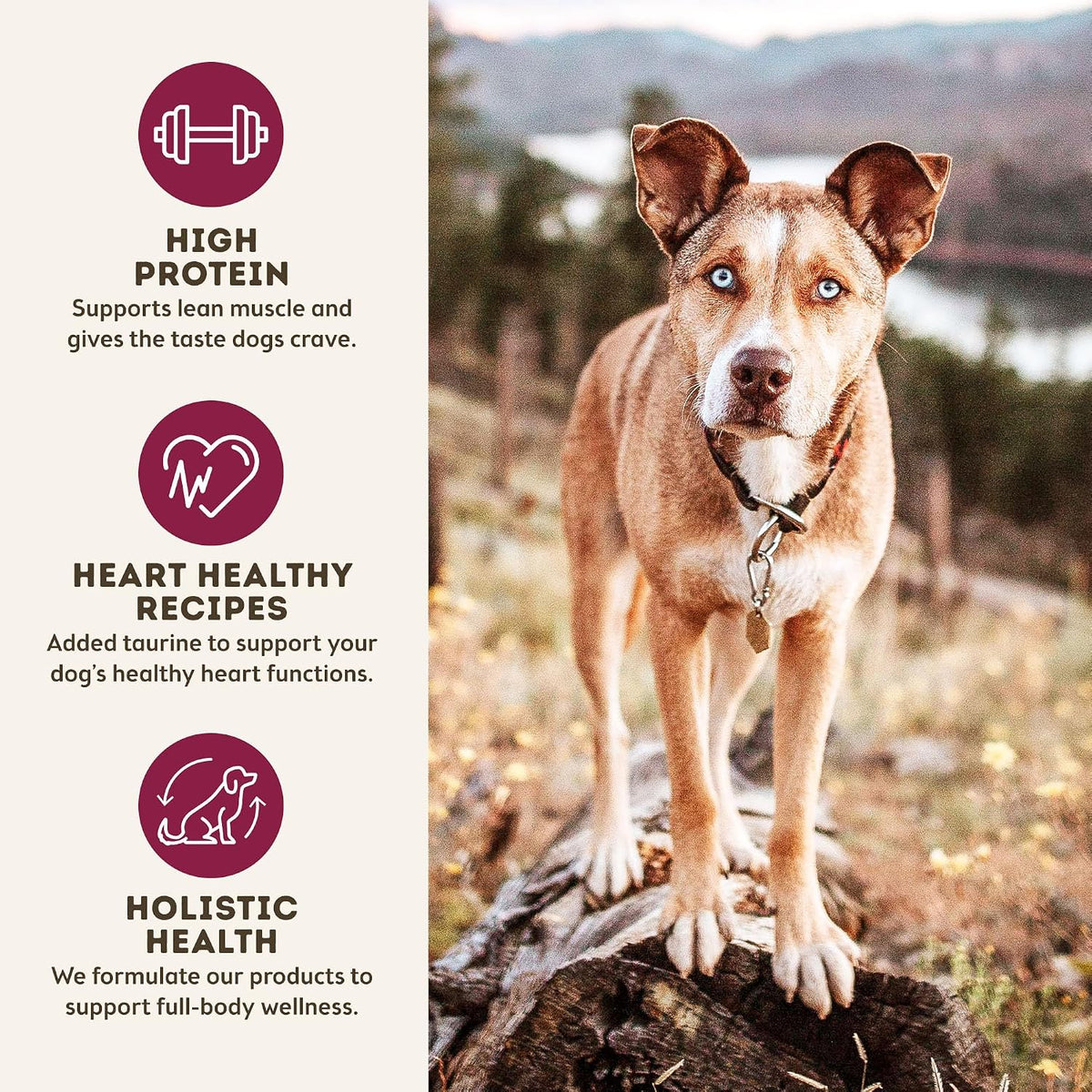 MaxMeat Holistic Air Dried Dry Dog Food - All Natural, High Protein, Grain Free - Made with Real Meat - Beef with Pumpkin & Parsley 2 lb