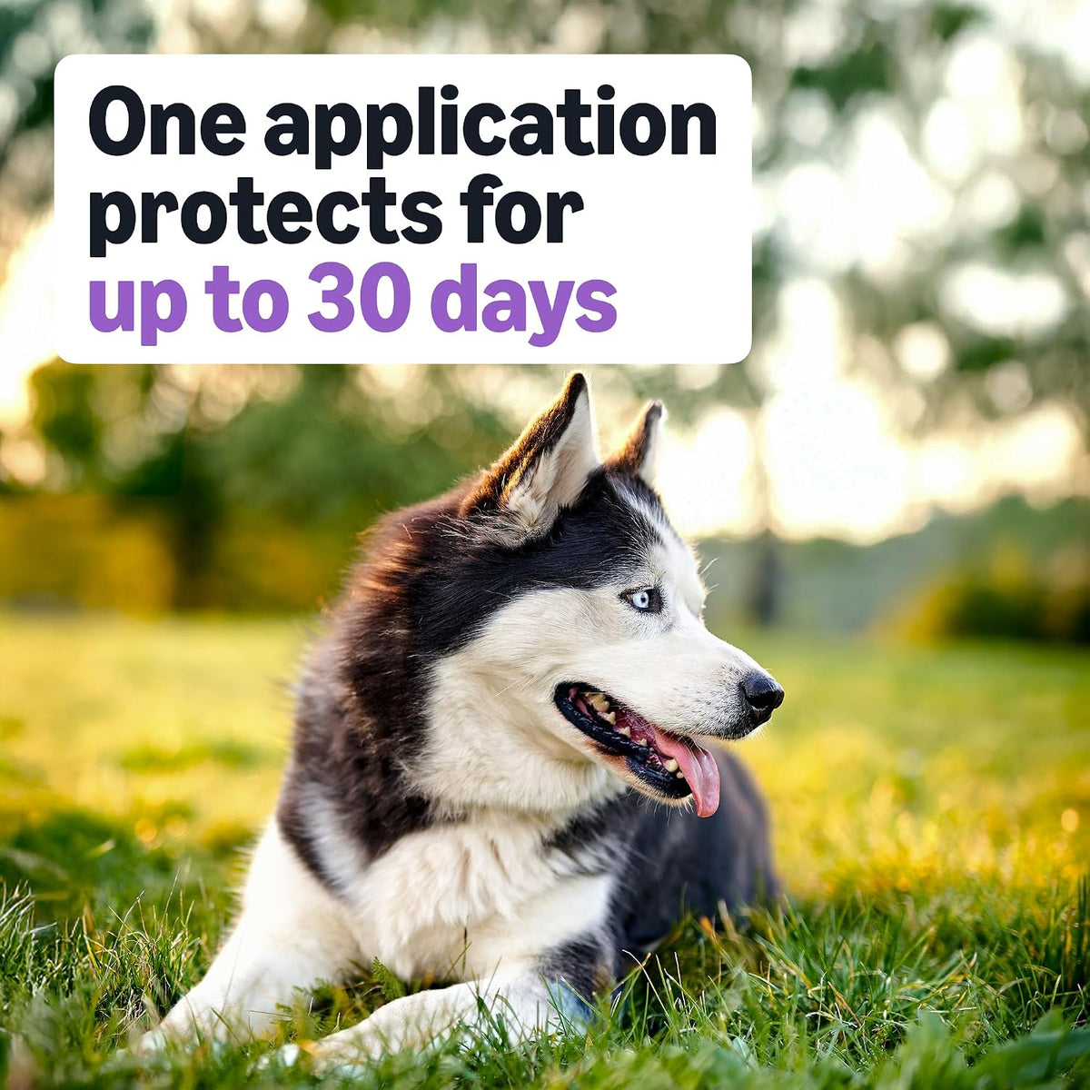 Flea and Tick Topical Treatment and Prevention for Large Dogs (45-88 lbs), Fast Acting and Long Lasting, Packaging May Vary