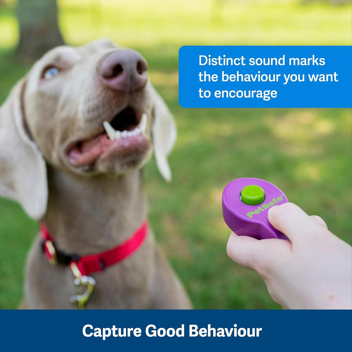 Clik-R Dog Training Clicker, Blue