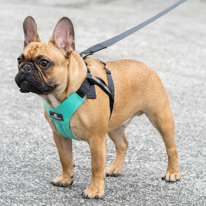 Clickit Sport Plus - Crash-Tested and Safety Certified Car Seat Belt Harness for Dogs (Small, Robin Egg Blue)