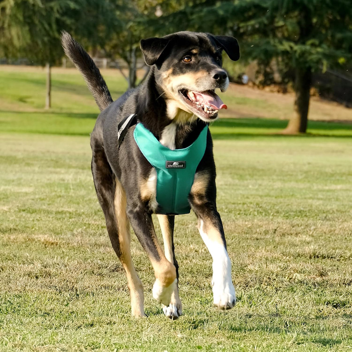 Clickit Sport Plus - Crash-Tested and Safety Certified Car Seat Belt Harness for Dogs (Small, Robin Egg Blue)