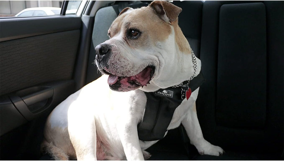 Clickit Sport Plus - Crash-Tested and Safety Certified Car Seat Belt Harness for Dogs (Small, Robin Egg Blue)