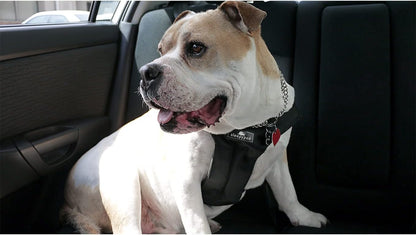 Clickit Sport Plus - Crash-Tested and Safety Certified Car Seat Belt Harness for Dogs (Small, Robin Egg Blue)