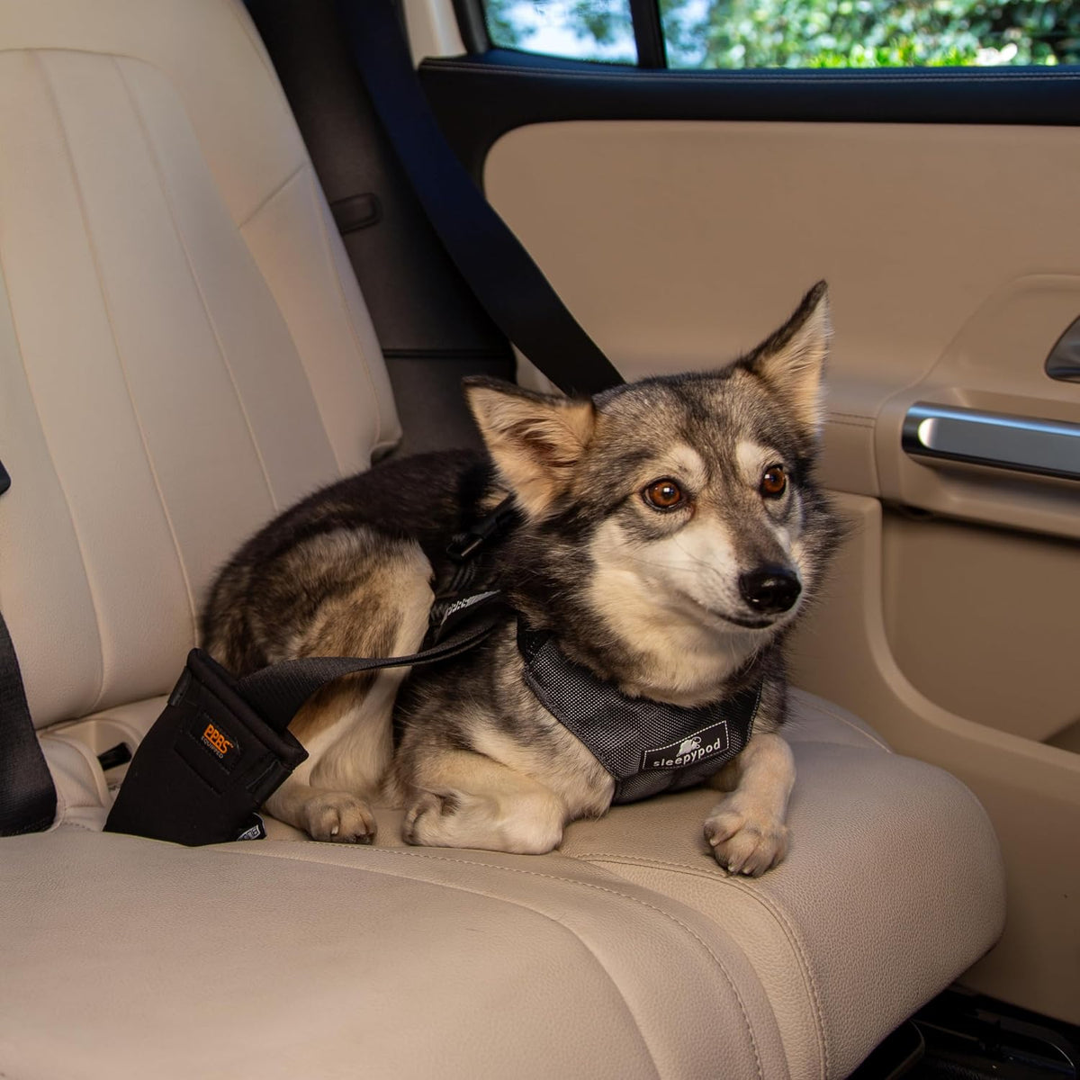 Clickit Sport Plus - Crash-Tested and Safety Certified Car Seat Belt Harness for Dogs (Small, Robin Egg Blue)