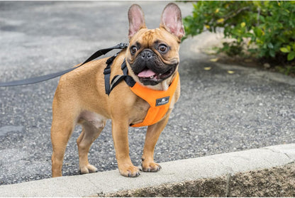 Clickit Sport Plus - Crash-Tested and Safety Certified Car Seat Belt Harness for Dogs (Small, Robin Egg Blue)