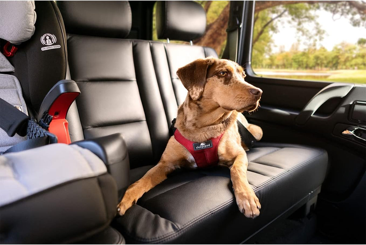 Clickit Sport Plus - Crash-Tested and Safety Certified Car Seat Belt Harness for Dogs (Small, Robin Egg Blue)
