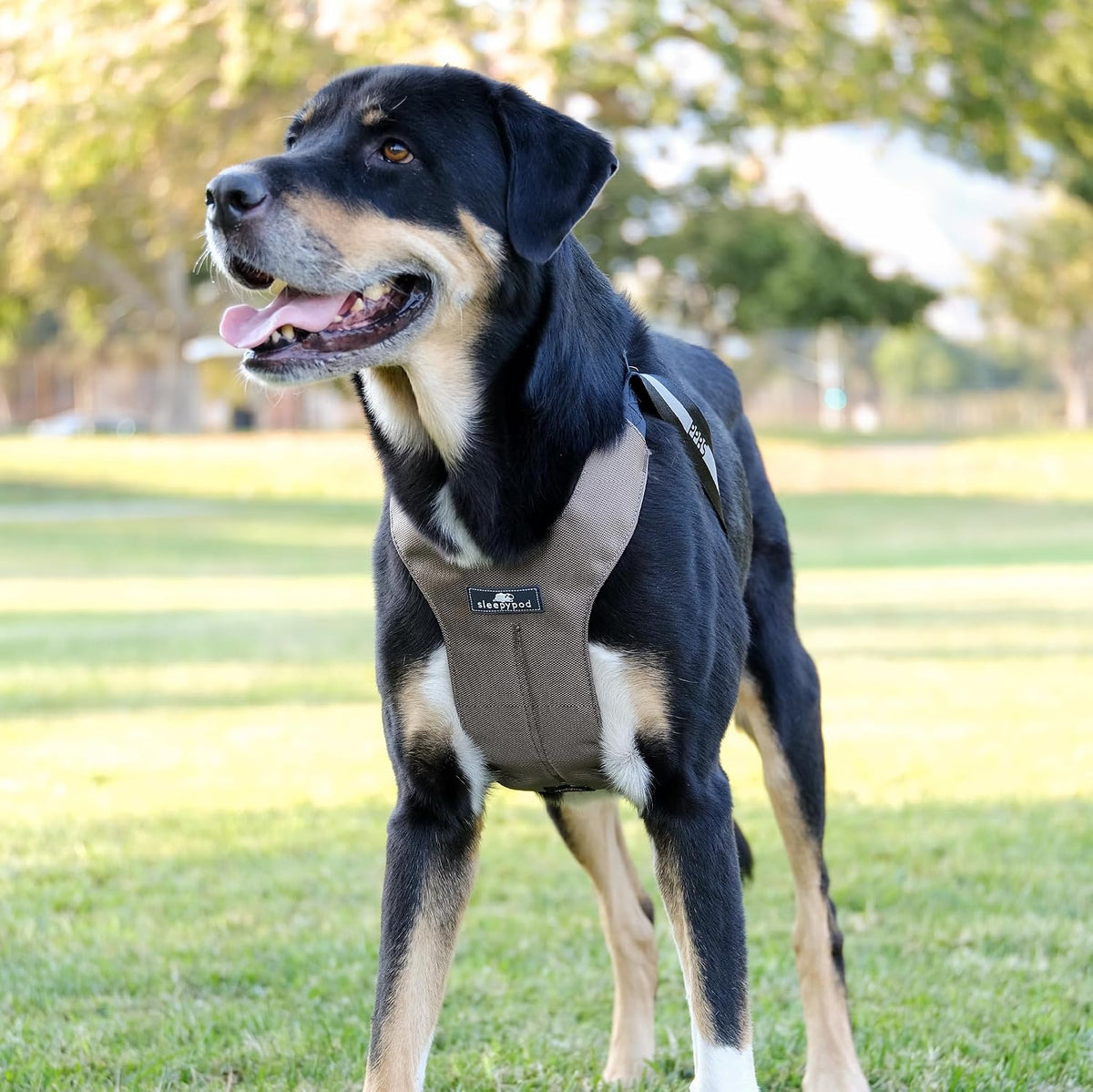 Clickit Sport Plus - Crash-Tested and Safety Certified Car Seat Belt Harness for Dogs (Small, Robin Egg Blue)