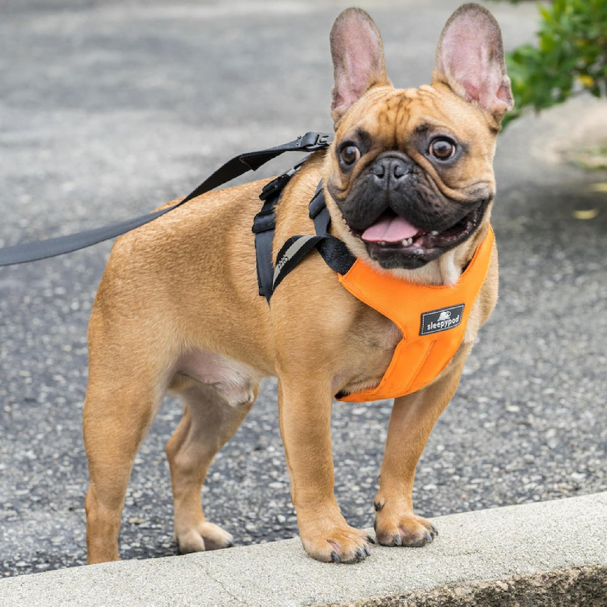 Clickit Sport Plus - Crash-Tested and Safety Certified Car Seat Belt Harness for Dogs (Small, Robin Egg Blue)