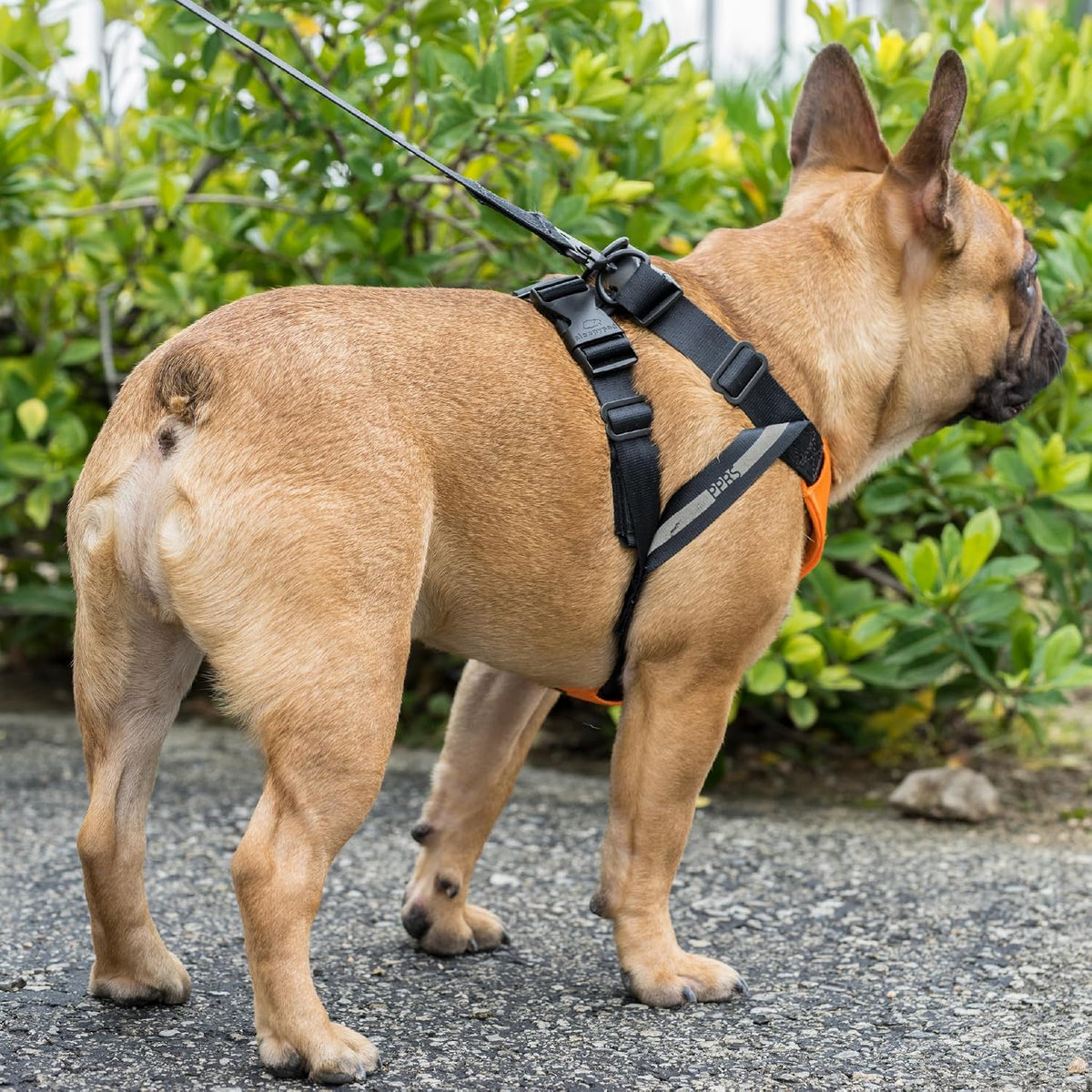 Clickit Sport Plus - Crash-Tested and Safety Certified Car Seat Belt Harness for Dogs (Small, Robin Egg Blue)