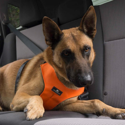 Clickit Sport Plus - Crash-Tested and Safety Certified Car Seat Belt Harness for Dogs (Small, Robin Egg Blue)